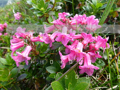 如何辦理遺囑繼承房產(chǎn)手續(xù)(怎樣寫遺囑繼承財(cái)產(chǎn))