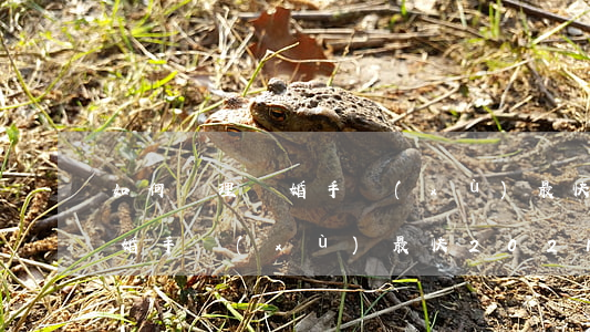 如何辦理離婚手續(xù)最快，如何辦理離婚手續(xù)最快2021年