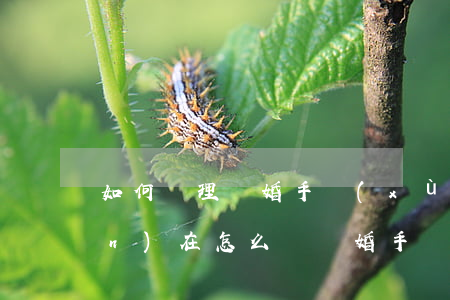 如何辦理離婚手續(xù)最快(現(xiàn)在怎么辦離婚手續(xù))