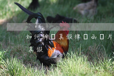 如何辨別真假律師函圖片(如何識別律師函的真假)
