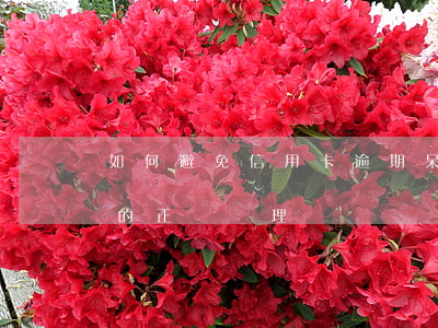 如何避免信用卡逾期呆賬起訴(征信逾期呆賬的正確處理)
