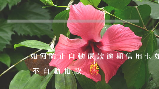 如何防止自動還款逾期信用卡 如何讓信用卡不自動扣款