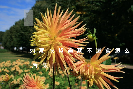 如期快貸逾期不還會怎么(快貸逾期不還什么后果)