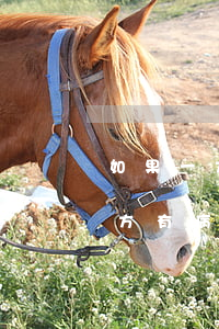 如果一方生病了可以離婚嗎(起訴離婚如果一方有病的話能離掉嗎)