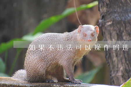 如果不违法可以操作吗(违法的事不能做)