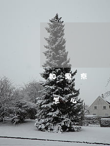 如果京東打白條逾期了 京東白條如果逾期了怎么辦