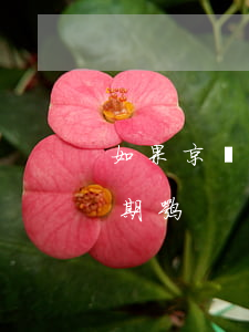 如果京東白條逾期了怎么辦(京東白條可以逾期嘛)