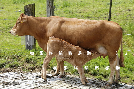 如果以前有逾期會進(jìn)入征信報告嗎-如果以前有逾期會進(jìn)入征信報告嗎怎么查