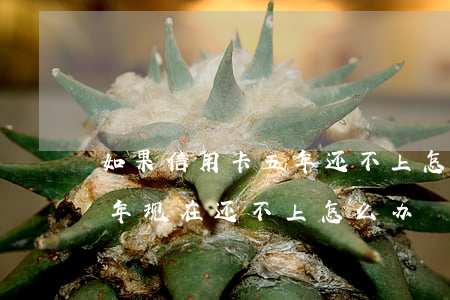 如果信用卡五年还不上怎么办?(信用卡还了一年现在还不上怎么办)