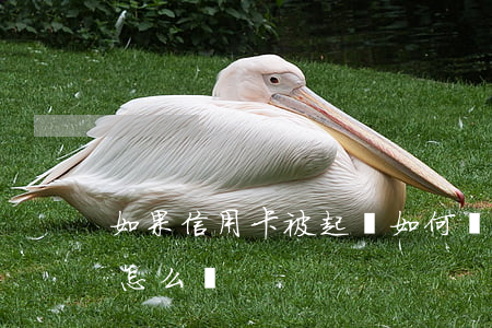 如果信用卡被起訴如何處理(信用卡提起訴訟怎么辦)