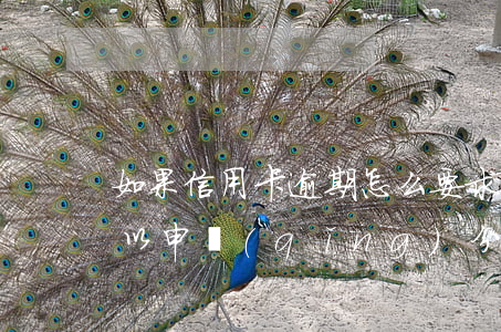 如果信用卡逾期怎么要求分期(銀行卡逾期可以申請(qǐng)分期嗎)