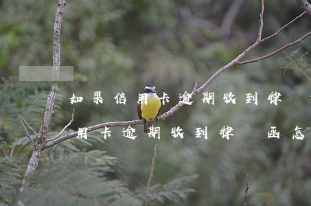 如果信用卡逾期收到律師函怎么辦-如果信用卡逾期收到律師函怎么辦理