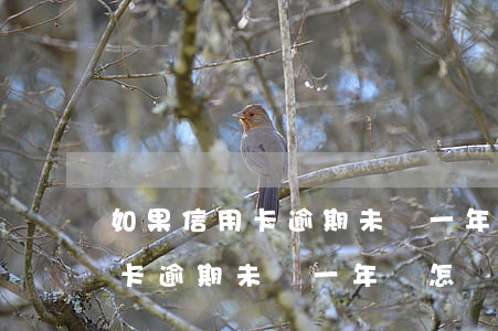 如果信用卡逾期未還一年會怎樣-如果信用卡逾期未還一年會怎樣判決