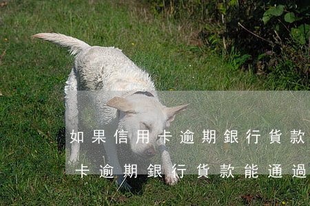 如果信用卡逾期銀行貨款能通過嗎(如果信用卡逾期銀行貨款能通過嗎)