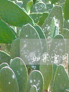 如果官司打輸了沒錢還怎么辦