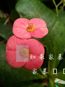 如果家暴想要離婚沒證據(jù)怎么辦(因家暴訴訟離婚 但是沒有家暴證據(jù))