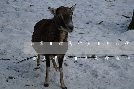 如果寫信用卡欠條是否受法律認可-如果寫信用卡欠條是否受法律認可呢