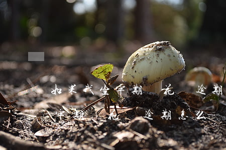 如果我坐牢期間花唄逾期怎么辦-如果我坐牢期間花唄逾期怎么辦呢