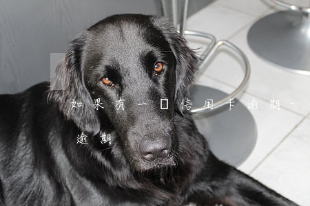 如果有一張信用卡逾期-如果有一張信用卡逾期