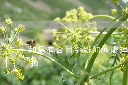如果有合同糾紛如何處理(合同案糾紛怎么處理)