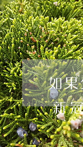如果欠了網(wǎng)貸又得了新冠肺炎(新冠肺炎貸款還不上)