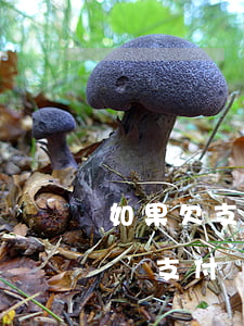 如果欠支付寶的錢(qián) 逾期了怎么辦（支付寶欠款逾期圖）