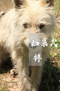 如果欠网贷不还怎么样(欠网贷不还款会怎么样)