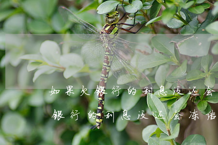 如果欠银行的利息没还会冻结卡吗-如果欠银行的利息没还会冻结卡吗怎么办