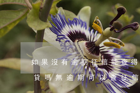 如果沒有逾期征信能查得到網(wǎng)貸嗎（無逾期可以查征信嗎）
