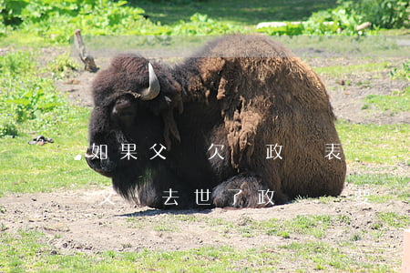如果父親欠錢政審表兩個(gè)都要填嗎(父親去世了政審還要寫嗎)