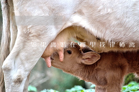 如果离婚在哪里找律师(离婚应该找什么律师)