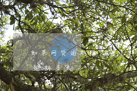 如果网贷逾期很久会怎样(网贷逾期最多可以逾期多久)