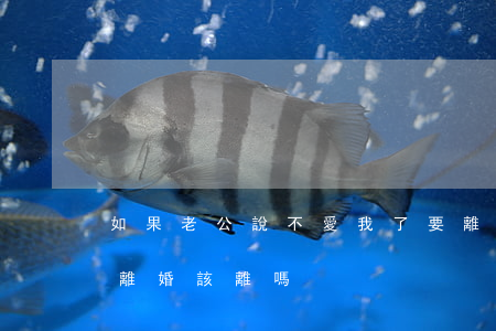 如果老公說不愛我了要離婚(老公不愛我提出離婚 該離嗎)