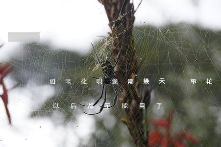 如果花唄逾期幾天沒事(花唄逾期兩天是不是以后都不能用了?)