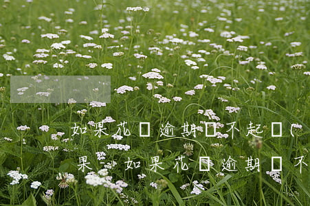 如果花唄逾期還不起會(huì)有什么后果-如果花唄逾期還不起會(huì)有什么后果嗎