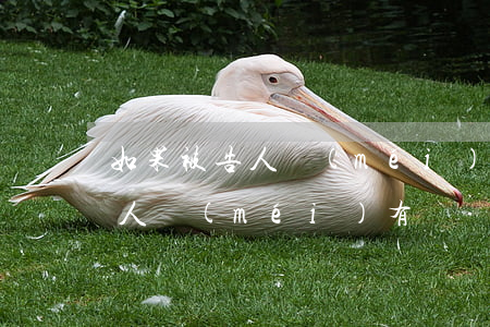 如果被告人沒(méi)錢償還怎么辦(被告人沒(méi)有錢賠償怎么辦)