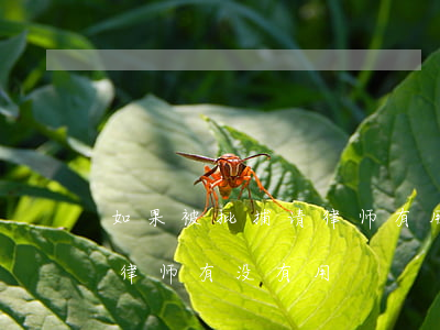 如果被批捕请律师有用吗(如果还没有批捕请律师有没有用)