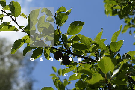 如果被法院起訴了駕駛證可以用嗎(法院立案駕駛證可以嗎)