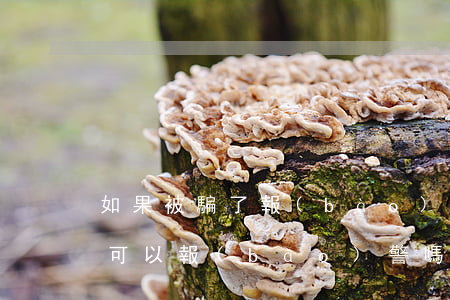 如果被騙了報(bào)警有用嗎(被人騙了可以報(bào)警嗎)