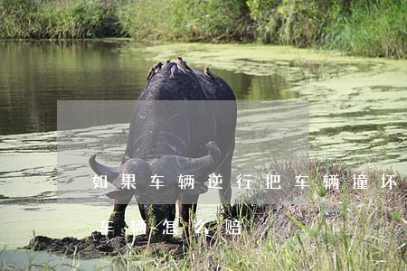 如果车辆逆行把车辆撞坏怎么赔偿(撞坏对方车辆怎么赔)