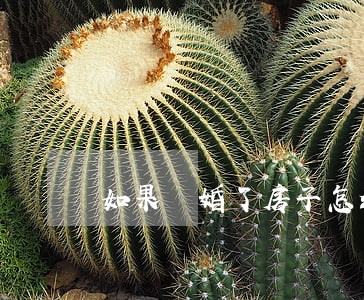 如果離婚了房子怎么分