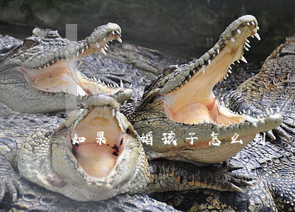 如果離婚孩子怎么判