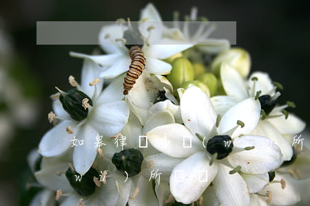 如皋律師事務(wù)所(如東縣律師事務(wù)所電話)