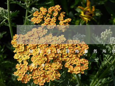 如皋金皋律师事务所(如皋金皋律师事务所吴光华)