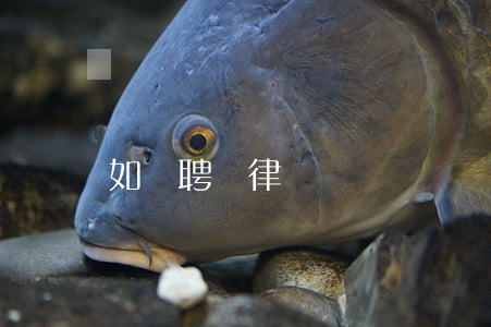 如選聘請律師