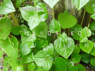 妨害作證罪立案標(biāo)準(zhǔn)_2021妨害作證罪量刑標(biāo)準(zhǔn)和認(rèn)定構(gòu)成要件
