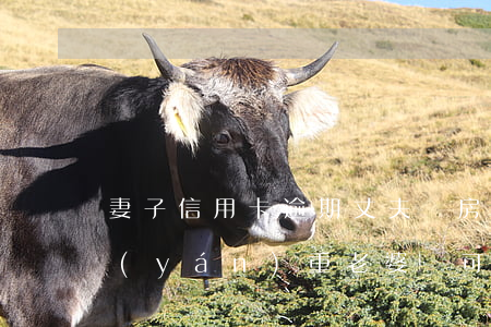 妻子信用卡逾期丈夫買房(老公信用卡逾期嚴(yán)重老婆還可以貸款買房嗎)