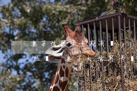 妻子信用卡逾期有權(quán)去老公單位嗎-妻子欠信用卡會(huì)不會(huì)影響丈夫的銀行卡