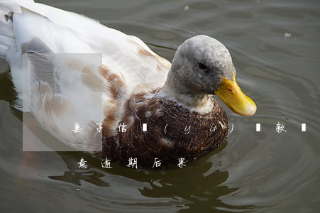 妻子信譽(yù)貸款惡意逾期一案(貸款惡意逾期后果)