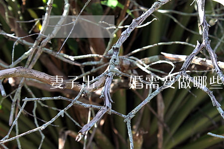 妻子出軌離婚需要做哪些準(zhǔn)備